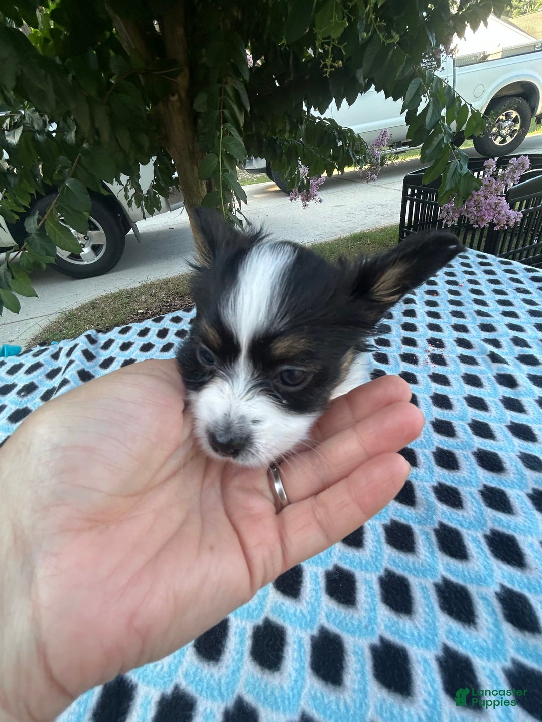 Papillon dogs for sale: Female Puppy 1 - Image 1