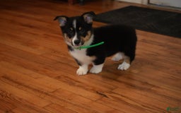 Welsh Corgi Pembroke dogs for sale: Mr Green - Image 5