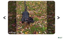 American Bully dogs for sale: Dior - Image 9