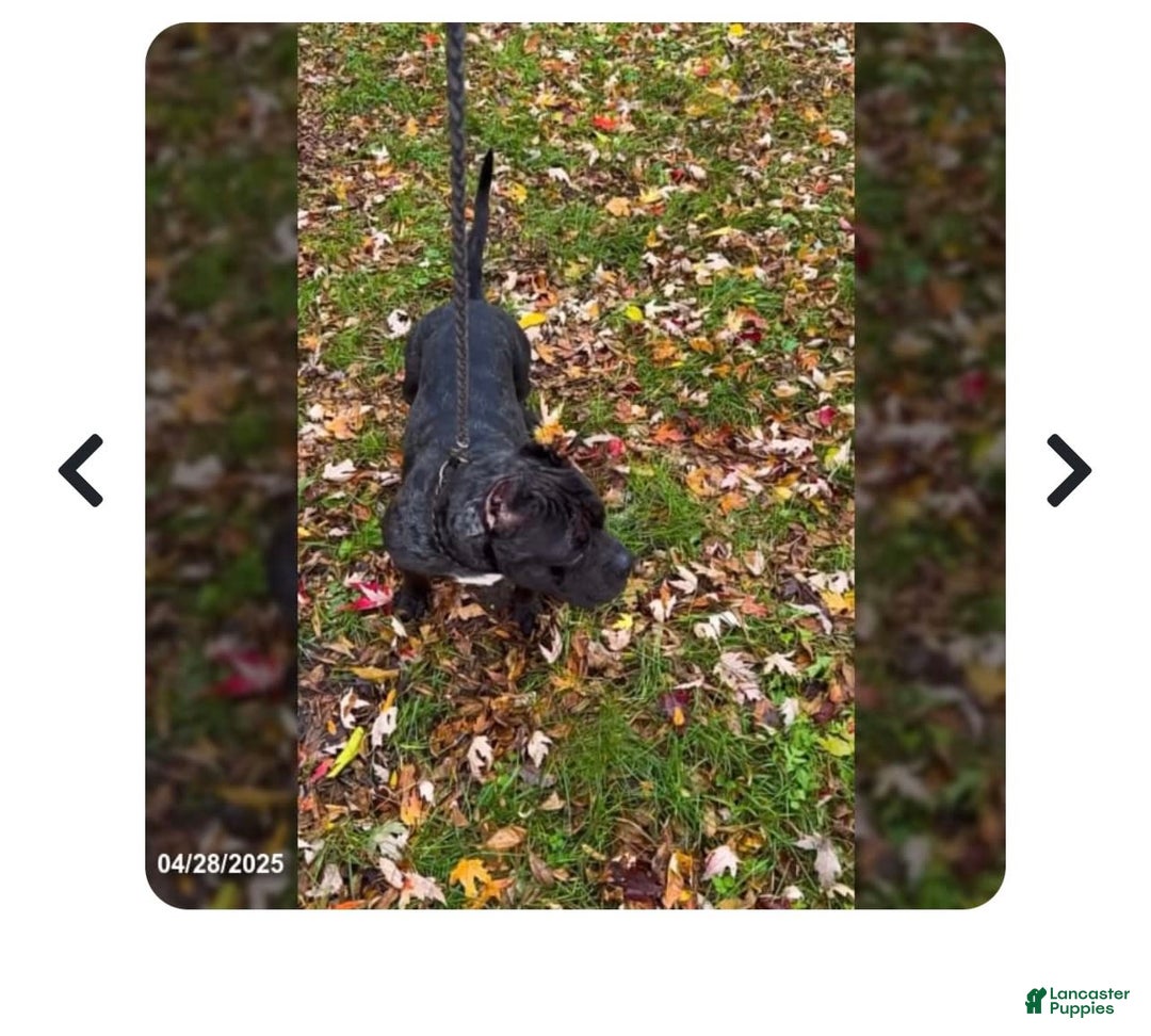 American Bully dogs for sale: Dior - Image 9