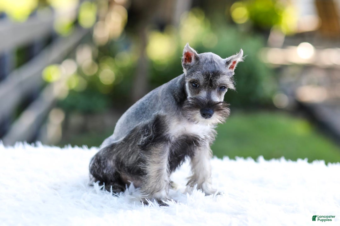 Miniature Schnauzer dogs for sale: Blaze - Image 1