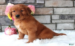 Golden Retriever dogs for sale: Chester - Image 7