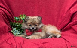 Pomeranian dogs for sale: Killian Genetic Testing - Image 2