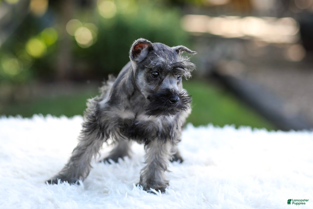 Miniature Schnauzer dogs for sale: Bentley - Image 6