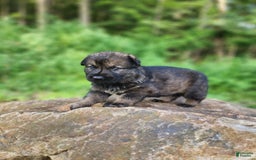 German Shepherd dogs for sale: Kora - Image 19