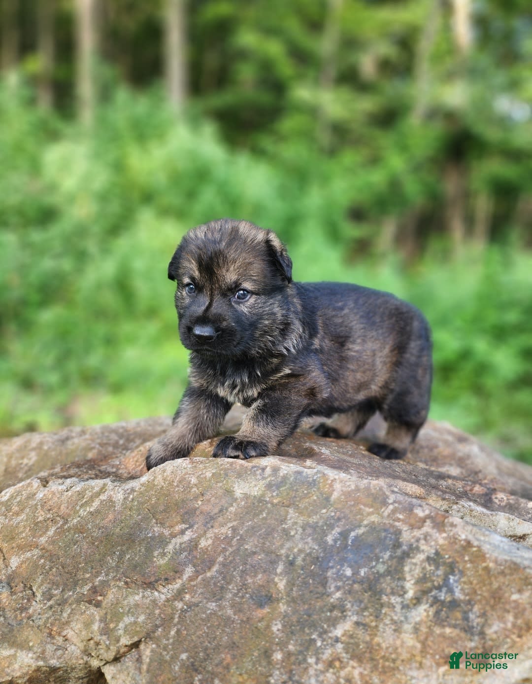 German Shepherd dogs for sale: Kora - Image 19