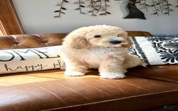 Labradoodle dogs for sale: Multigenerational Coco - Image 26