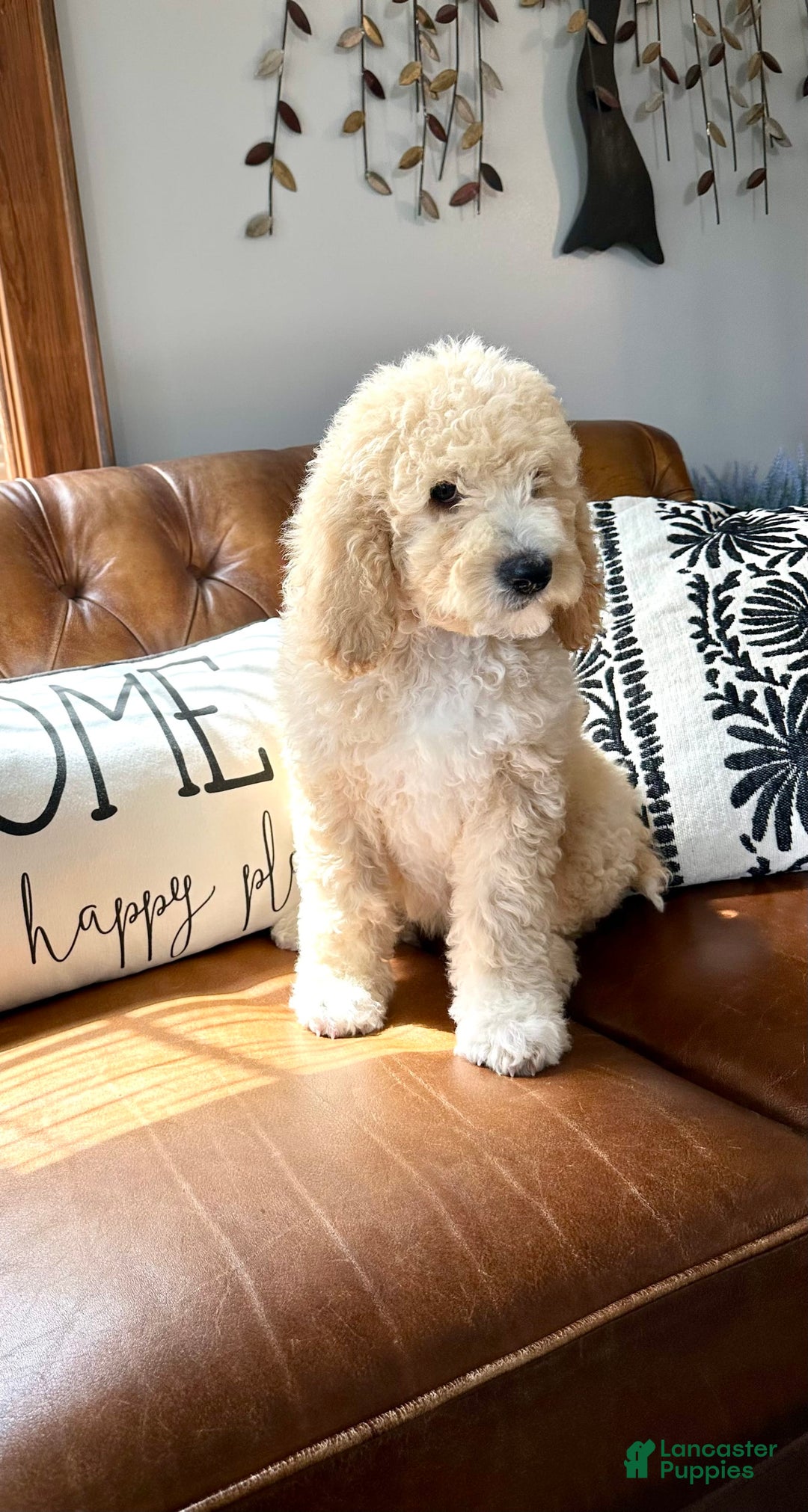 Labradoodle dogs for sale: Multigenerational Coco - Image 26