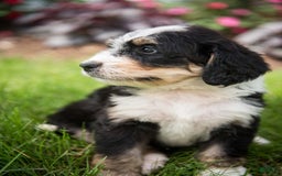 Bernedoodle dogs for sale: Rebel - Image 16