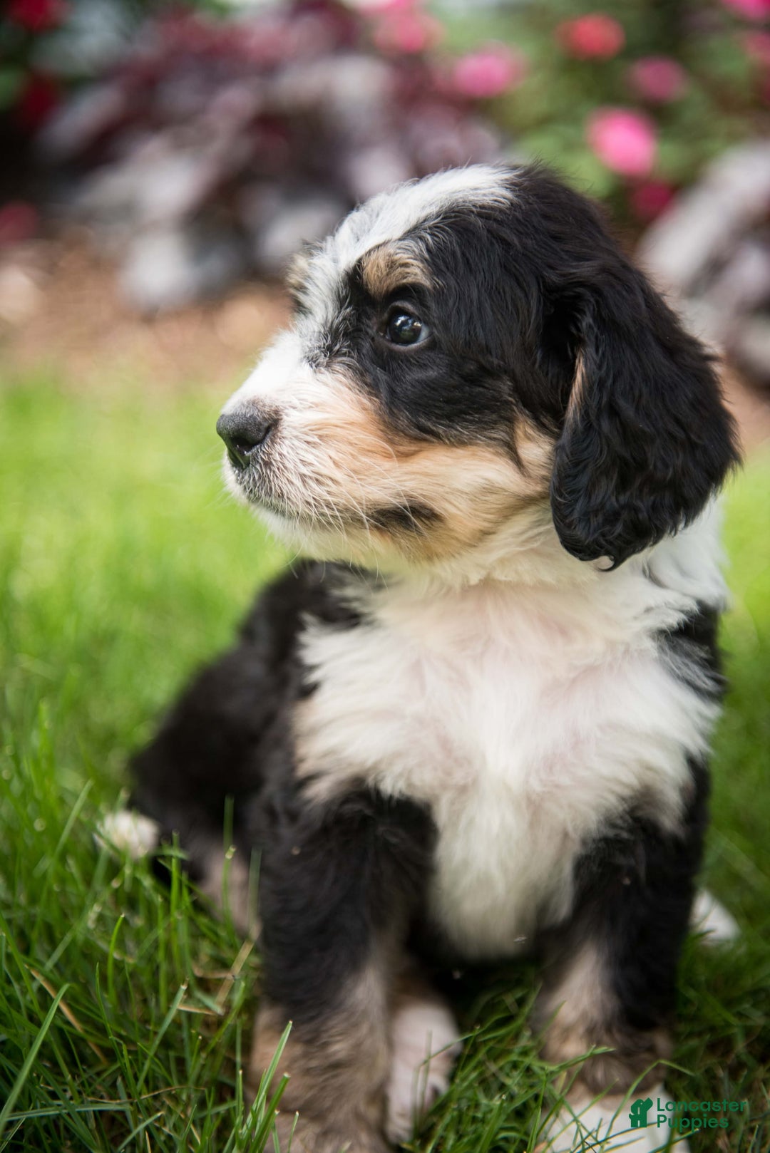 Bernedoodle dogs for sale: Rebel - Image 16
