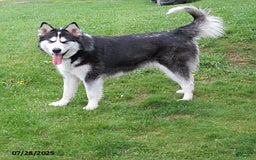 Alaskan Malamute dogs for sale: Ranger - Image 4