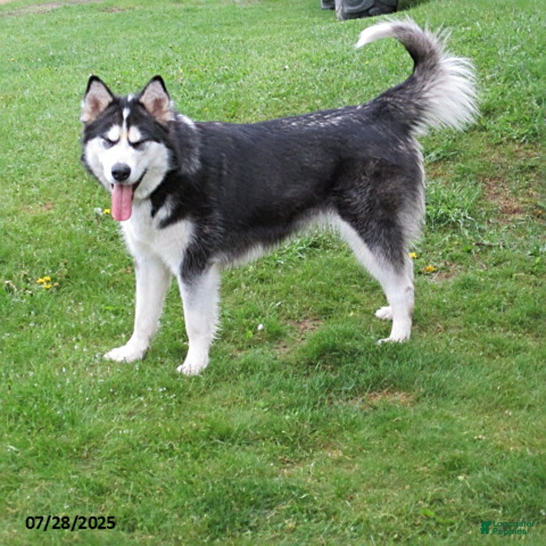 Alaskan Malamute dogs for sale: Ranger - Image 4