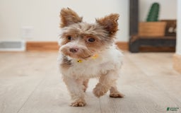 Yorkshire Terrier dogs for stud: Diego - Image 3