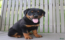 Rottweiler dogs for sale: Lexi - Image 8
