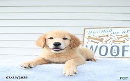 Golden Retriever dogs for sale: Clem - Image 9