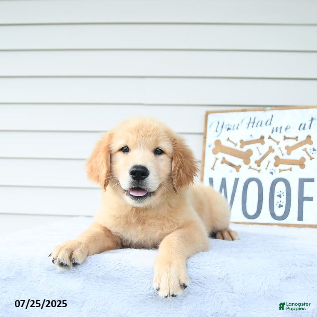 Golden Retriever dogs for sale: Clem - Image 9