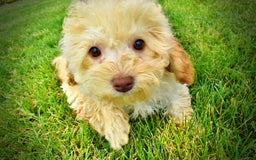 Havapoo dogs for sale: Twinkie - Image 18