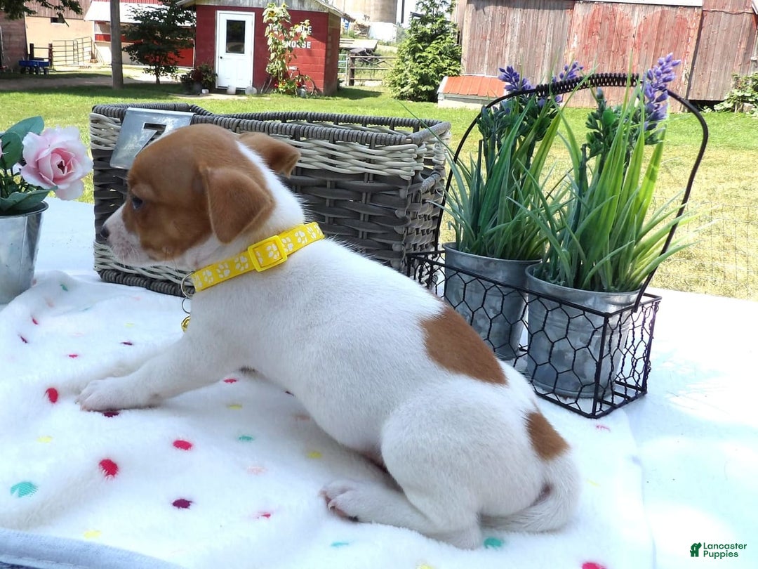 Jack Russell Terrier dogs for sale: Sunny - Image 2