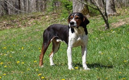 Walker Hound dogs for sale: Venjamin - Image 7