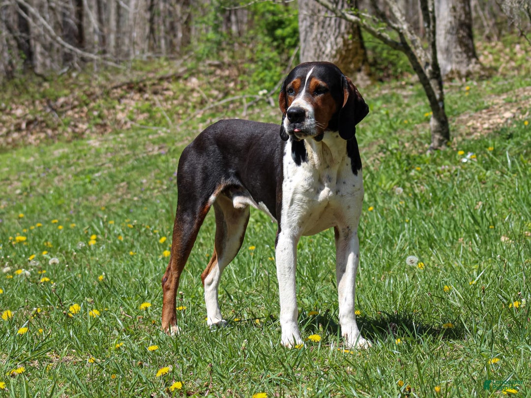 Walker Hound dogs for sale: Venjamin - Image 7