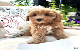 Cavapoo dogs for sale: Cavapoo 2 puppies - Image 1