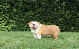English Bulldog dogs for sale: Wiggles - Image 3