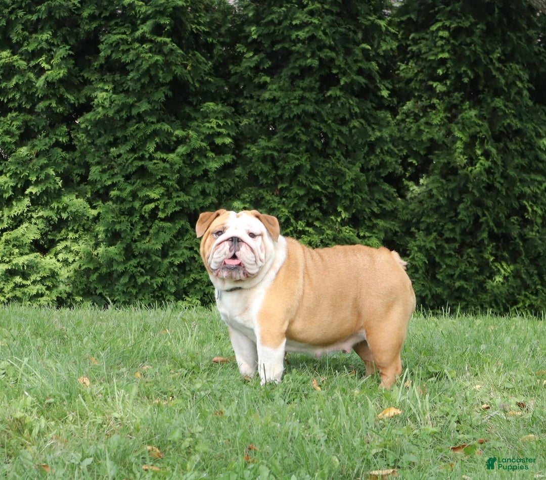 English Bulldog dogs for sale: Wiggles - Image 3
