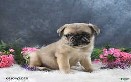 Pug dogs for sale: Spencer - Image 2
