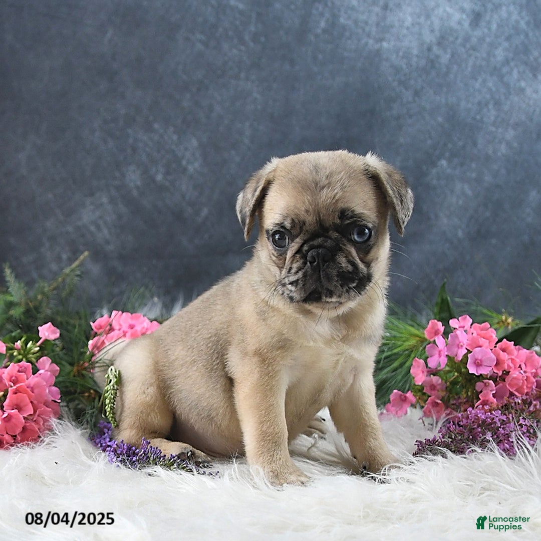Pug dogs for sale: Spencer - Image 2