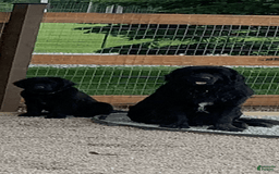 Newfoundland dogs for sale: Birch - Image 2