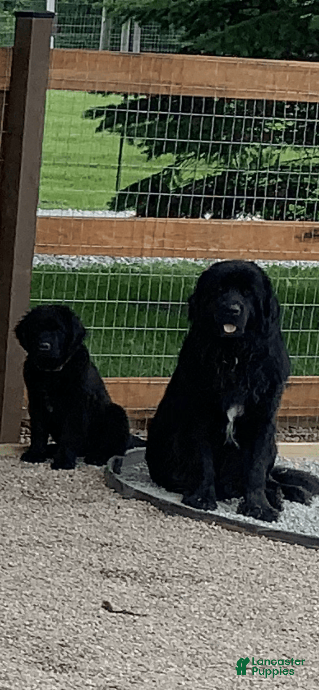 Newfoundland dogs for sale: Birch - Image 2