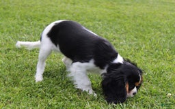 Cavalier King Charles Spaniel dogs for sale: Abby - Image 24