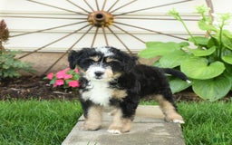Mini Bernedoodle dogs for sale: Prince - Image 6