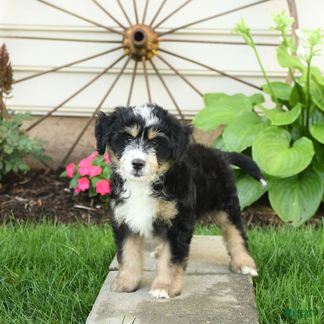 Mini Bernedoodle dogs for sale: Prince - Image 6