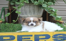 Pomeranian dogs for sale: Celia - Image 3