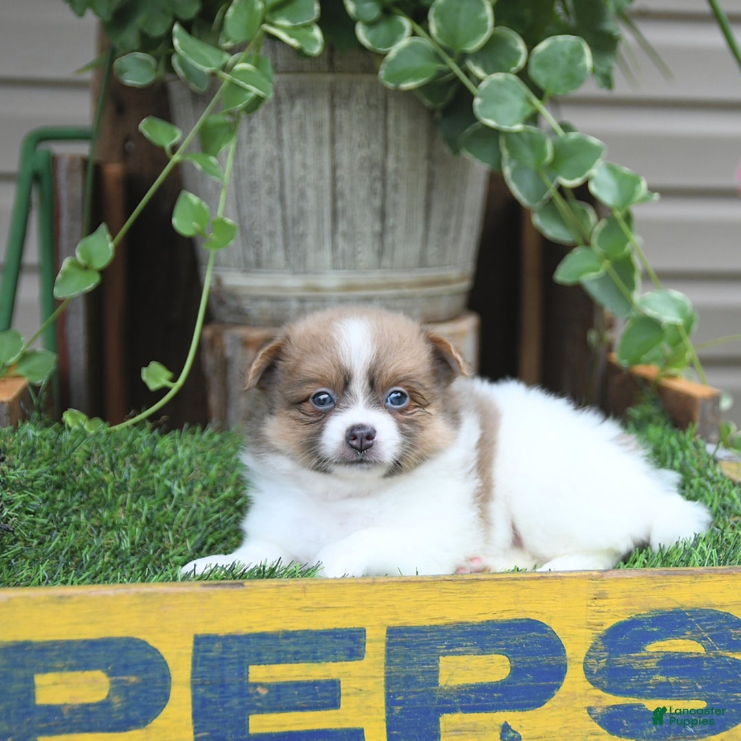 Pomeranian dogs for sale: Celia - Image 3