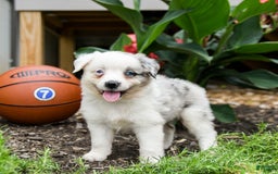 Miniature Australian Shepherd dogs for sale: Domino - Image 4