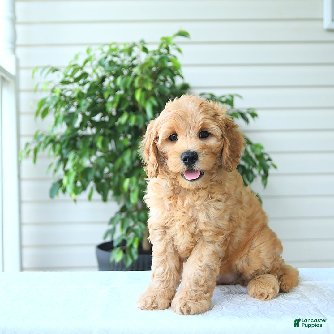 Cockapoo dogs for sale: Monroe - Image 1