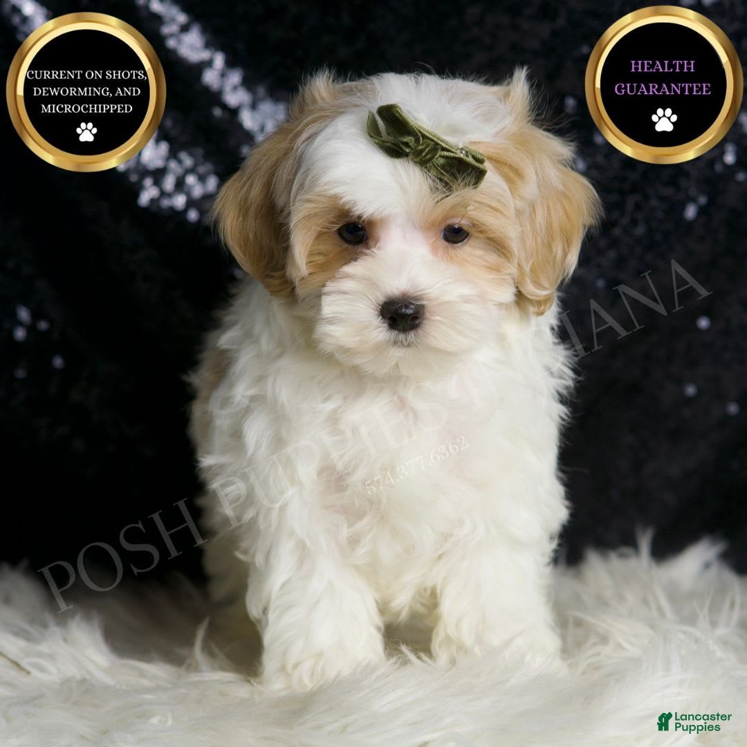 Maltipoo dogs for sale: Astro - Image 1
