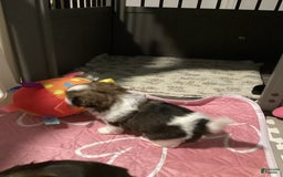 Shih Tzu dogs for sale: Lexi - Image 3