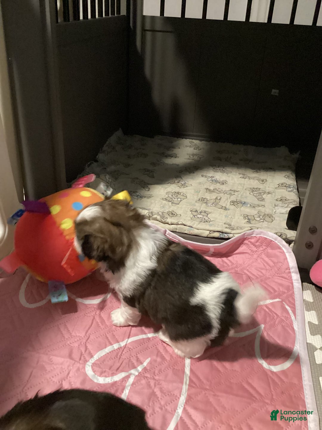 Shih Tzu dogs for sale: Lexi - Image 3