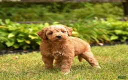 Mini Goldendoodle dogs for sale: Roxie - Image 1