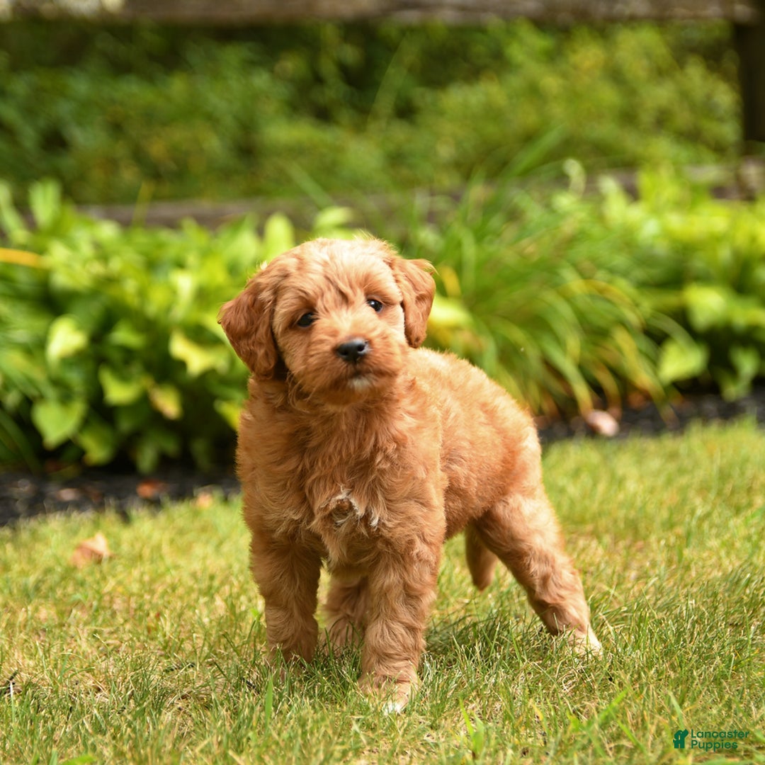 Mini Goldendoodle dogs for sale: Roxie - Image 1