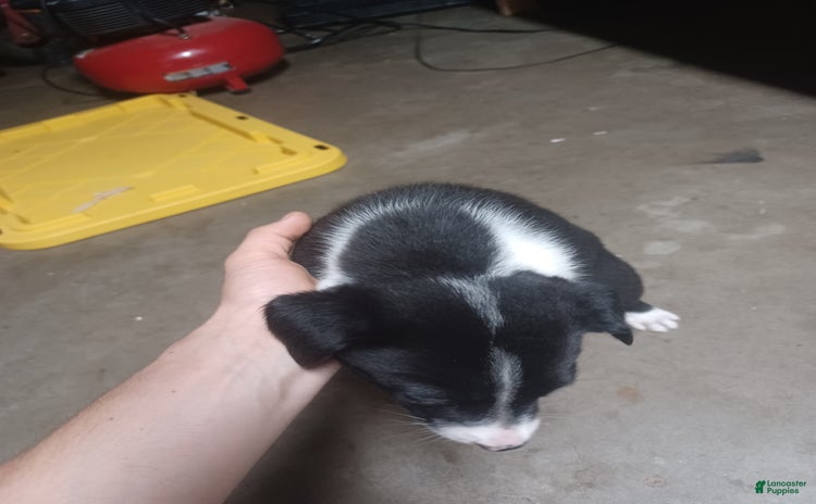 Border Collie dogs for sale - Ad 4