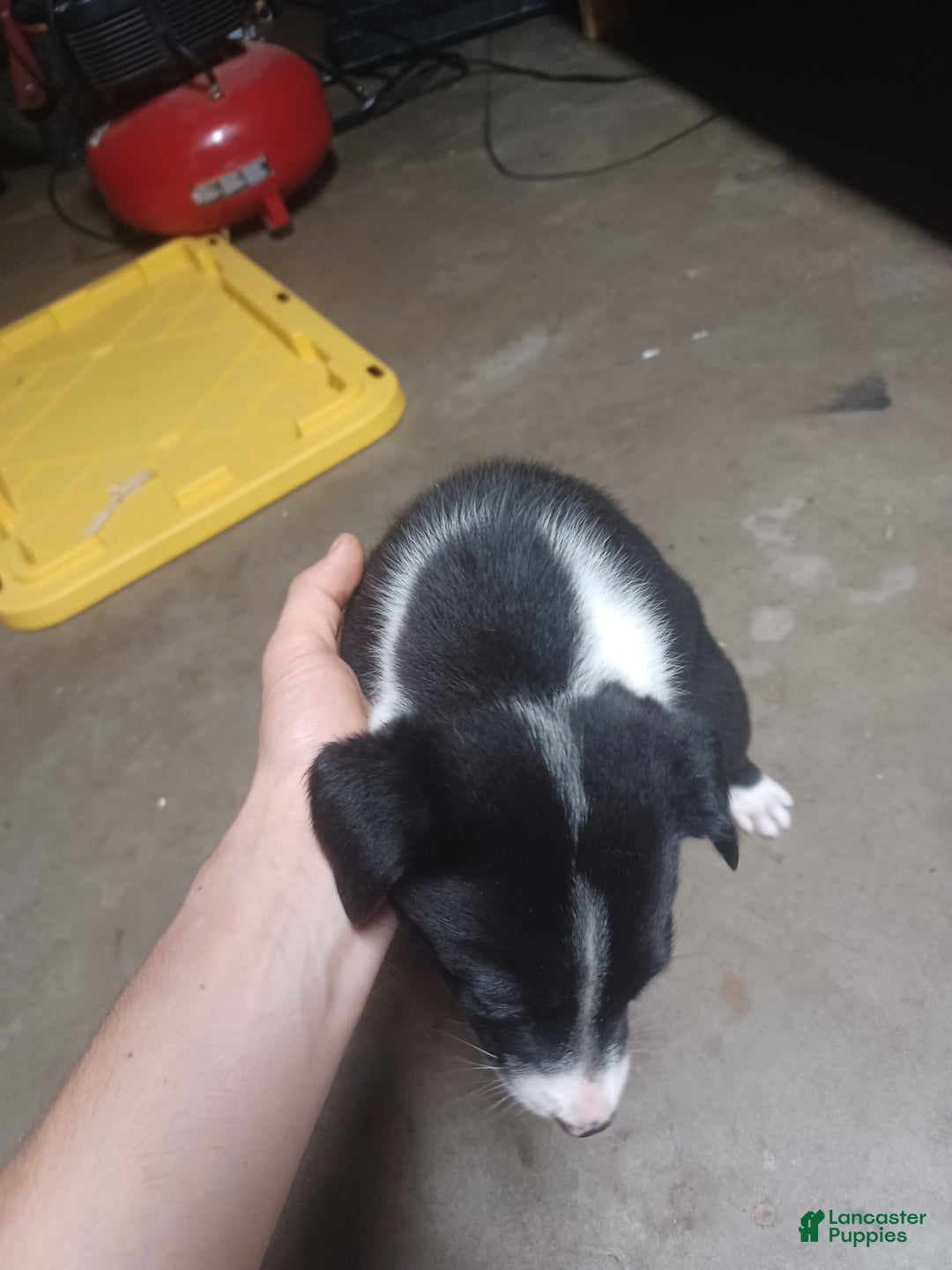Border Collie dogs for sale: Circle - Image 1