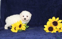 Bichon Frise dogs for sale: Uncle - Image 4