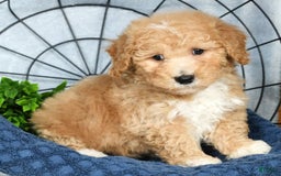Bichpoo dogs for sale: Nolan - Image 5