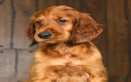 Irish Setter dogs for sale: Mack - Image 5