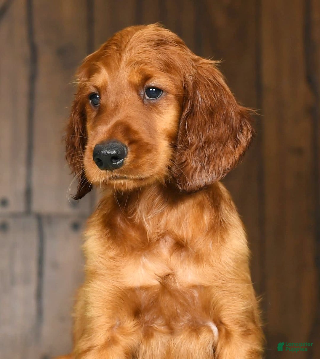 Irish Setter dogs for sale: Mack - Image 5