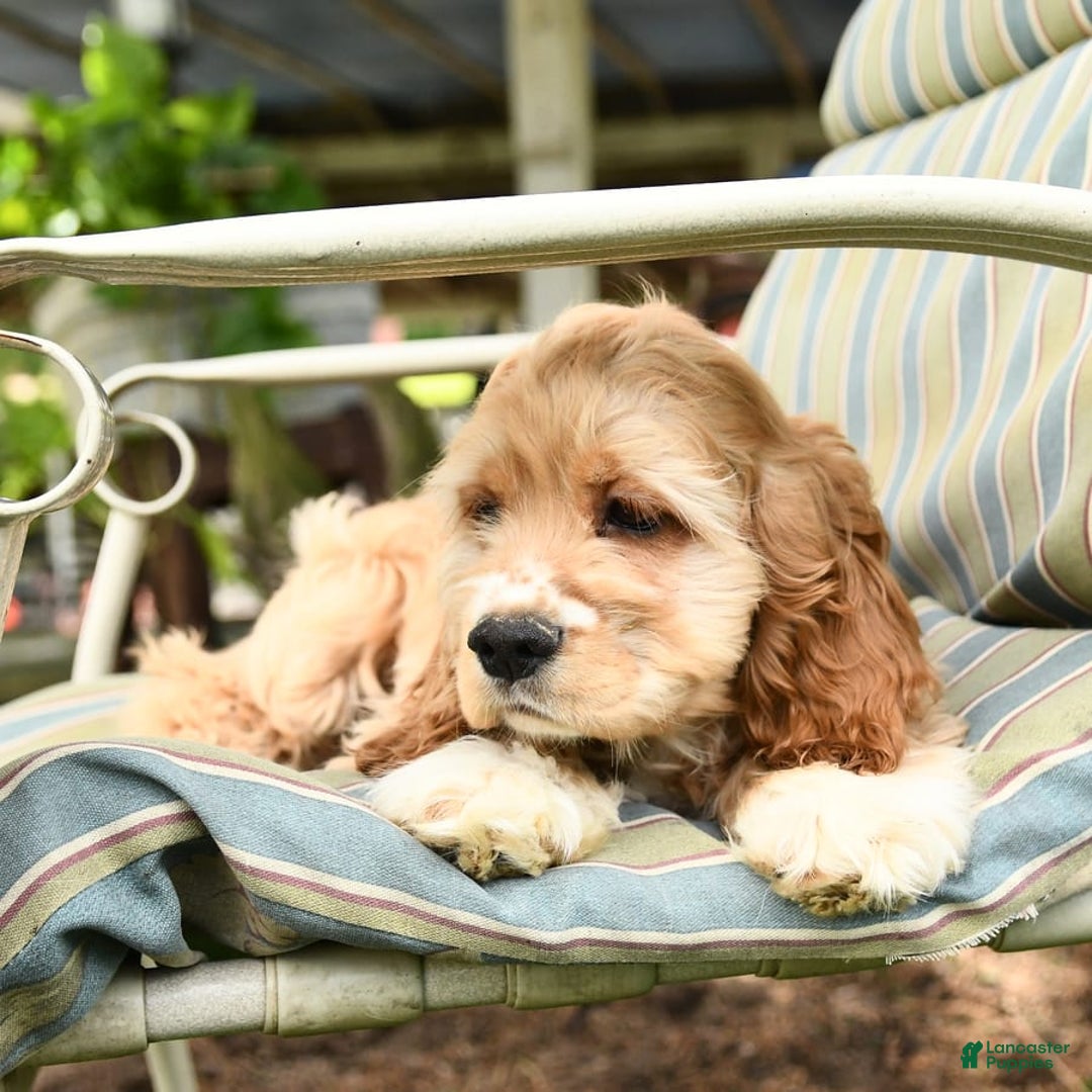 Cocker Spaniel dogs for sale: Huck - Image 14